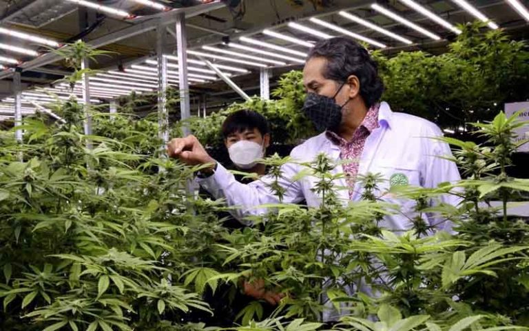 Malaysia to decide on the medical use of cannabis before year-end says Khairy